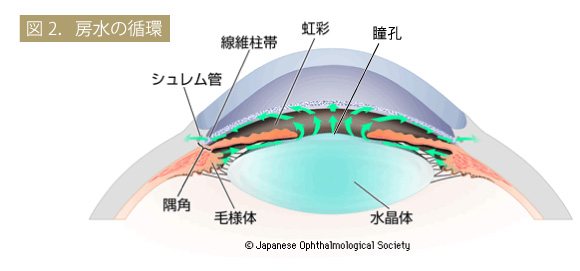 房水の循環